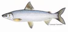 Lake Whitefish: Species Information: Fisheries: Fish ...