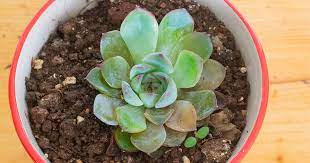 how to save an underwatered succulent