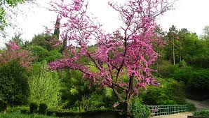 tbilisi botanical garden tbilisi