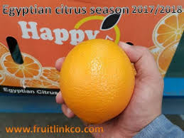 Navel Orange Fruit Link Fresh Produce