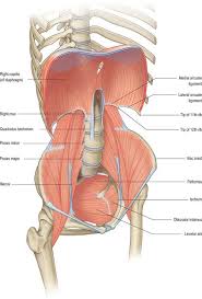 Muscles of the pelvis that cross the lumbosacral joint to attach onto the trunk were described in the previous blog post article on muscles of the trunk. their reverse action pelvic motions occur when. Abdomen And Pelvis Overview And Surface Anatomy Clinical Gate