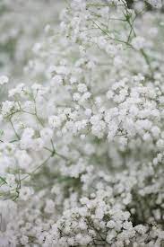baby breath wallpapers wallpaper cave