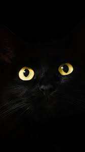 640x1136 Black Cat Eyes Dark 5k Iphone
