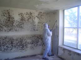 Residential Mold Remediation Hibernia