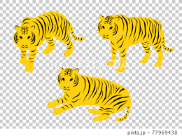 tiger ilration color stock