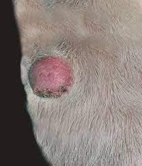 pictures of tumors on dog legs with
