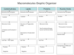 ppt macromolecules graphic organizer