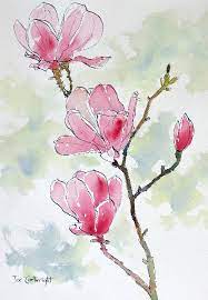 drawing pink magnolia flowers pen and