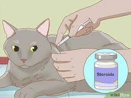 treat rodent ulcers in cats