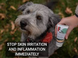 Dermaskin Ointment For Dogs Cats And
