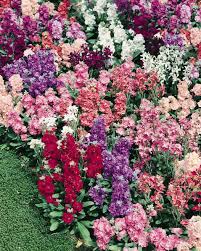 Stock flowers, also known as gillyflowers and/or virginia stock, are known for their beautiful colorful sprays of blossoms on long stems. Matthiola Incana Ten Week Mix Stock Mix Flower Seeds 50 Seeds Home Garden Patterer Yard Garden Outdoor Living