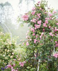 what to do if your rose bush is half dead