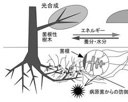 松茸と松の根の共生関係の画像