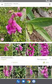 top 8 free plant identifier apps in 2023