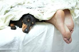 Image result for dogs on sleep number bed