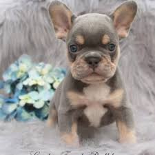 The lilac french bulldog is a rare breed of dog distinguished by its lilac colouration which is part of the french bulldog's blue gene. Lilac And Tan French Bulldog Puppies For Sale Lindor French Bulldogs