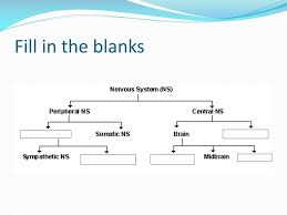 The central nervous system (cns) and the peripheral nervous system (pns). Ppt The Nervous System Powerpoint Presentation Free Download Id 2201232