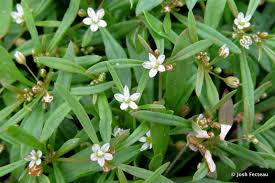 tiny flowers green carpetweed josh