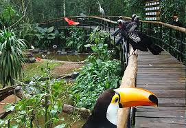 Visita el Parque de las Aves en Foz de IguazÃº