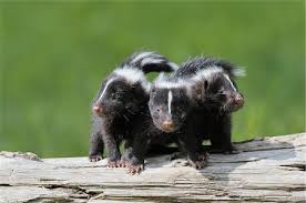 cute baby skunks stock photos page 1