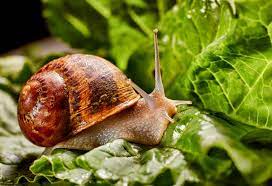 facts about snails for children