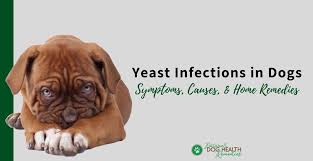 dog yeast infections causes symptoms