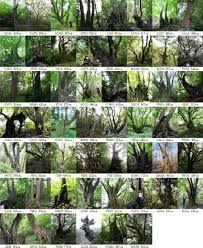 photographs of the relict forest trees