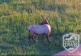 live cam watch virginia elk roam their