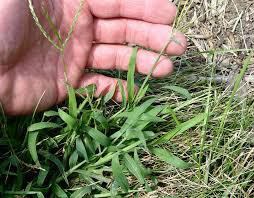 Orchard grass grows much taller than crabgrass, usually growing just as crabgrass starts to emerge from seed. Is It Crabgrass Or Quackgrass In Your Lawn Ndsu Cass County Extension Horticulturist Don Kinzler
