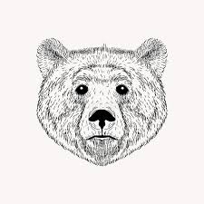 Need to learn how to draw a bear? Sketch Realistic Face Bear Hand Drawn Stock Illustration Illustration Of Drawn Mammal 54117588
