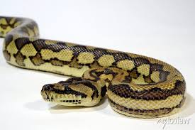 teppichpython carpet python morelia