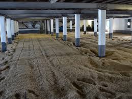 focus on the whisky process malting