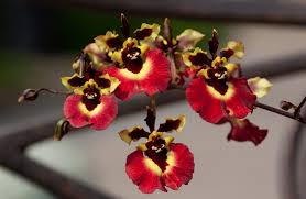 tolumnia k k orchids
