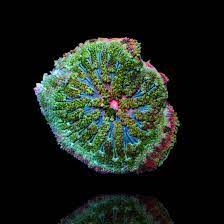 stictyla tapetum mini carpet anemone