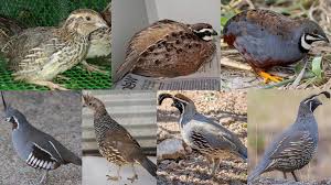 Hi, i am new to this forum, and i love animals and i myself have fish and a dog. 7 Best Quail Breeds To Raise For Eggs Meat Or Hunting