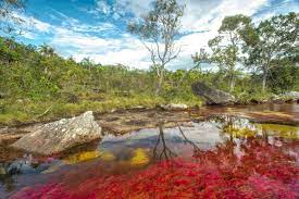 In a remote corner of colombia one finds the river of five colours. Der Fluss Cano Cristales In Kolumbien 2021