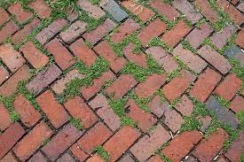 Weeds Between Interlocking Bricks
