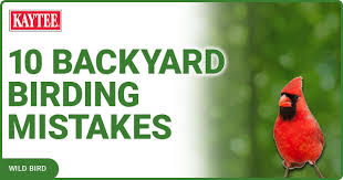 10 common backyard birding mistakes