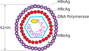 Testing and treatment can prevent serious liver damage caused by the hepatitis b virus (hbv). Hepatitis B Facharztwissen