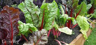 plan your first vegetable garden in 5