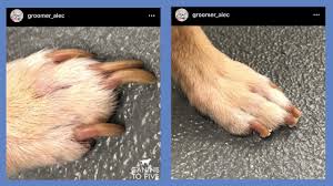 t your dog s nails