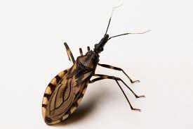 Dangerous Kissing Bug Marches North In U S