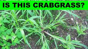 Kentucky bluegrass vs tall fescue google search kentucky. How To Identify Crabgrass In Your Lawn Youtube