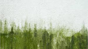 How To Remove Algae From Painted Walls