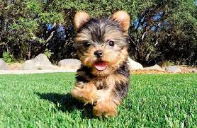 teacup yorkie and what to look