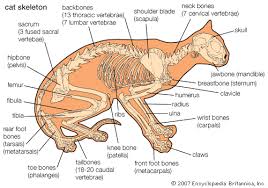 Anatomy Of A House Cat Cat Anatomy Kids Encyclopedia