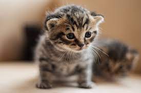 top 10 cutest cat pictures of all time