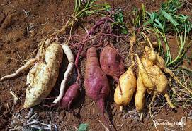 24 colorful sweet potato varieties for