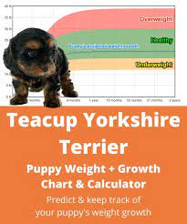 teacup yorkie weight growth chart 2022