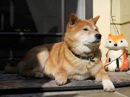 Shiba inu coin soars 22% to another ...